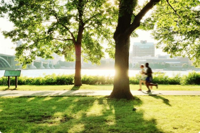 trees and peoples jogging.